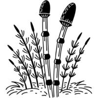 black and white sketch of horsetail plants, detailed botanical illustration of ancient flora anatomy vector