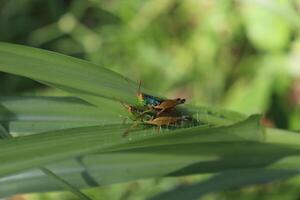 two grasshoppers on a leaf in the grass photo