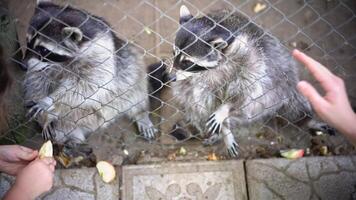 two raccoons behind net at zoo want to eat apple video