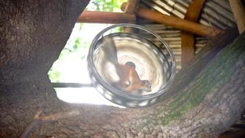 Red squirrel run fast in wheel on tree at zoo in summer video