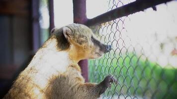 South American coati eagerly takes food from hand while inside cage in zoo, showcasing its cheerful and playful nature video