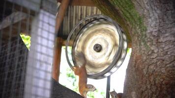 Squirrel play with toy that spinning around in zoo video