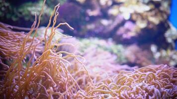 close up of coral reef with large amount of sea anemones. The anemones are orange and the reef is blue video