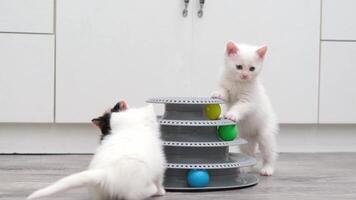 Kittens Playing With Ball video