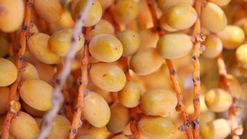 Harvesting fresh dates in a sunny orchard during autumn months video