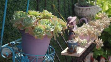 Colorful succulent display in a vibrant garden setting video