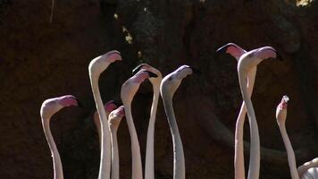 Greater flamingos pink birds nervous looking to one side and another video