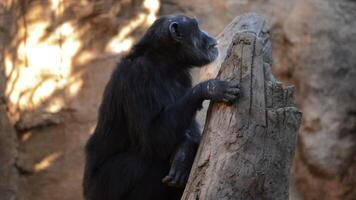 Common chimpanzee in a tree - Pan troglodytes video