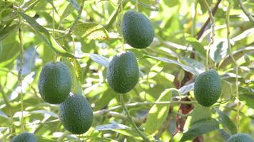 Natural hass avocados hanging in a avocado tree in a plantation a sunny day video