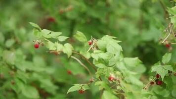red ripe raspberry among greenery in wild nature, swaying in the wind video