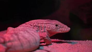 Lizard exploring its habitat under red lighting in a zoo exhibit video