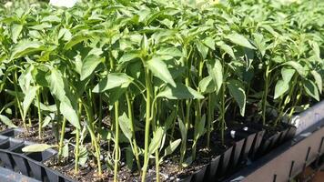 Growing healthy pepper plants in a nursery environment video