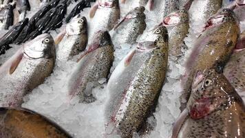 Fresh trout displayed on ice at a market in the morning hours video