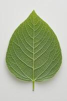 A close-up view of a fresh green leaf highlighting intricate vein patterns. photo