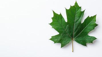 Detailed photo of green maple leaf isolated against white background