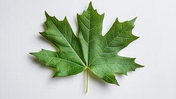 Close-up of a green maple leaf isolated on white background photo