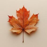 Autumn maple leaf resting on beige background in high resolution photo