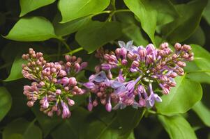 purple lilac in green bush flower closeup photo