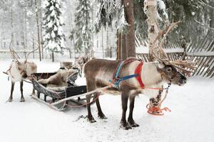 en el corazón de Laponia, familias lata experiencia el magia de invierno por tomando un paseo en un carro dibujado por reno, creando perdurable recuerdos en el nieve. foto