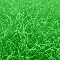 A green field with tall grass and a small tree photo