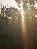 The sun is shining through the trees in the field photo