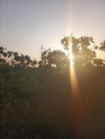 A field with a tree in the foreground and a sun in the sky photo