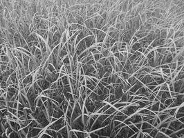 Black and white photograph of tall grass in the field photo