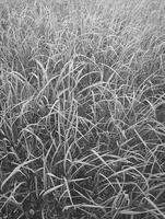 Black and white photograph of grass in the field photo