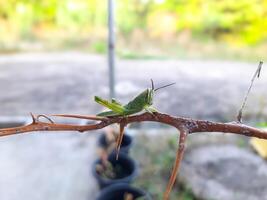 Green Grasshopper Perched on a Thorny Branch photo