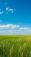 A field of tall grass with a sky in the background photo