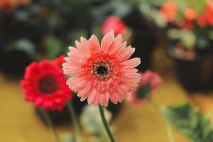 A Vibrant Pink Flower in a Beautiful Garden Setting Surrounded by Other Colorful Blooms photo