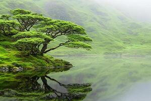 A tree is reflected in the water on a mountain photo