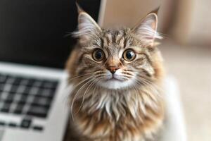 A cat sitting next to a laptop computer photo