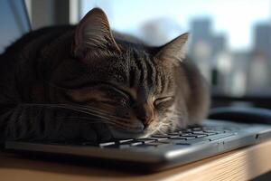 A cat sleeping on a keyboard photo