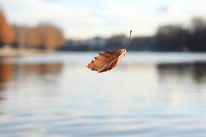 A leaf floating in the water near a body of water photo
