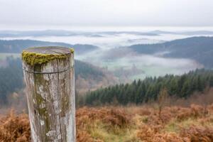 A wooden post with moss on it in the middle of a forest photo