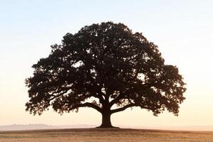 A large oak tree in the middle of a field photo