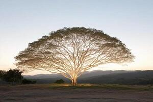 A tree with a light shining on it in the middle of a field photo