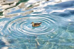 A small duck swimming in a pool of water photo