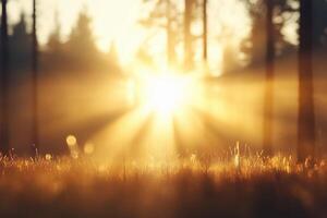 The sun is shining through the trees in a forest photo