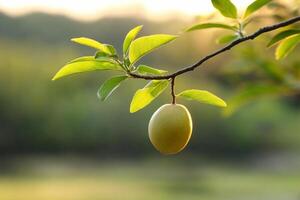 A single yellow fruit hangs from a tree branch photo