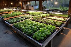 A row of plants in a greenhouse photo