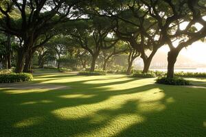 A grassy area with trees and a bench photo