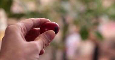 Two hands hold red Easter eggs while showcasing the traditional egg tapping process. video