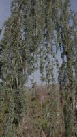 Close-up of weeping cedar tree branches with lush green needles hanging gracefully. The soft sunlight enhances the texture of the foliage, creating a serene natural scene against a clear blue sky video