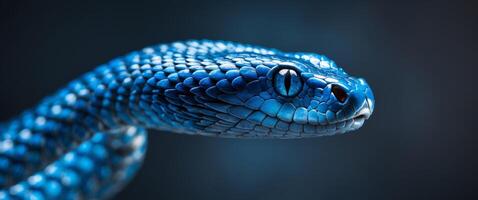 Close up image of blue viper on dark background photo