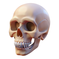 wonderful rustic Human skull, bone structure, empty sockets, authentic png