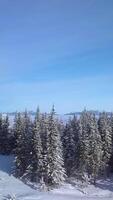 Aerial view captures snow-covered mountains in the distance with tall evergreen trees in the foreground under a clear blue sky. A serene winter landscape that inspires calmness. Vertical footage video