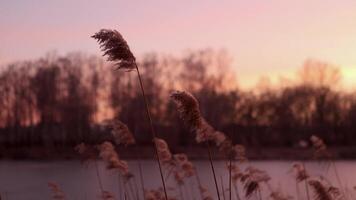 Reeds sway calmly in the wind on a winter afternoon against the backdrop of a frozen river covered in transparent ice video