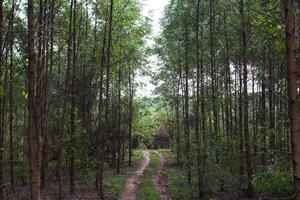 Eucalyptus forest trail, Countryside Pathway. Peaceful nature scene with a dirt road and tall trees photo